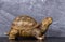 Copper turtle on a dark background.