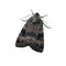 Copper underwing, Amphipyra pyramidea