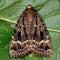 Copper underwing moth (Amphipyra pyramidea)