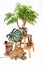 Copper vase with map of treasure and leaves Monstera on white isolated with patch