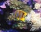 Copperband Butterfly Fish 1