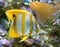 Copperband butterfly fish 4