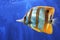 Copperband Butterfly Fish