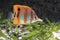 Copperband butterflyfish