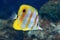 Copperband butterflyfish