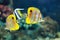 Copperband butterflyfish