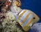 Copperband Butterflyfish