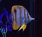 Copperband butterflyfish in aquarium