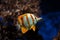 Copperband butterflyfish Chelmon rostratus