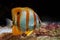 Copperband butterflyfish Chelmon rostratus