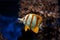 Copperband butterflyfish Chelmon rostratus