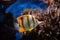 Copperband butterflyfish Chelmon rostratus