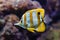 Copperband butterflyfish (Chelmon rostratus).