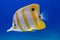 Copperband butterflyfish, Chelmon rostratus commonly known as beaked coral fish