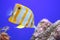 Copperband butterflyfish, a fish found in reefs of both Pacific and Indian oceans