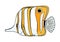 Copperband Butterflyfish. Outline colored vector Chelmon rostratus fish. Hand drawn yellow beaked coralfish isolated on
