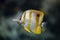 Copperbanded butterfly-fish