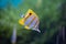 Copperbanded butterflyfish