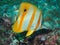 Copperbanded Butterflyfish in the coral reef
