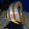 Copperhead Butterflyfish Chelmon rostratus