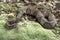 Copperhead Pit Viper snake coiled on moss covered log
