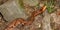 Copperhead Snake (Agkistrodon contortrix)