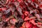 Copperleaf plant Acalypha wilkesiana, red leaves - Pembroke Pines, Florida, USA