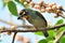 Coppersmith Barbet 1