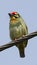 Coppersmith barbet