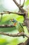 Coppersmith Barbet