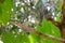 Coppersmith barbet cling to a branch near its nest