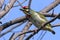 Coppersmith barbet, colorful tropical bird of India