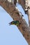 Coppersmith Barbet (Megalaima haemacephala)bird