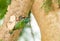 Coppersmith Barbet (Megalaima haemacephala)bird feeding her chil