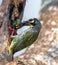 Coppersmith Barbet Megalaima haemacephala Statius Muller bird, Bird feeding