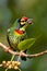 Coppersmith Barbet Psilopogon haemacephalus