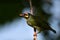 Coppersmith Barbet Psilopogon haemacephalus