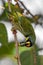 Coppersmith Barbet Psilopogon haemacephalus