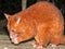 Coppery Brush-tailed Possum in Australia