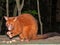 Coppery Brush-tailed Possum in Australia