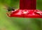 Coppery-headed Emerald Hummingbird (Elvira cupreiceps) Outdoors