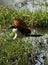 Coppery Tailed Coucal in flight