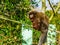 Coppery titi sitting on a branch, closeup portrait, tropical monkey from the amazon forest of brazil