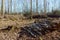 Coppiced clearing in woodland with piles of logs and branches