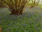 a coppiced English wood with many bluebells