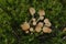 Coprinellus disseminatus fungus