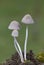 Coprinellus disseminatus known as the fairy inkcap, fairy bonnet is a species of agaric fungus in the family Psathyrellaceae.