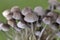 Coprinellus disseminatus known as the fairy inkcap, fairy bonnet is a species of agaric fungus in the family Psathyrellaceae.