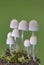 Coprinellus disseminatus known as the fairy inkcap, fairy bonnet is a species of agaric fungus in the family Psathyrellaceae.