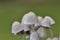 Coprinellus disseminatus known as the fairy inkcap, fairy bonnet is a species of agaric fungus in the family Psathyrellaceae.